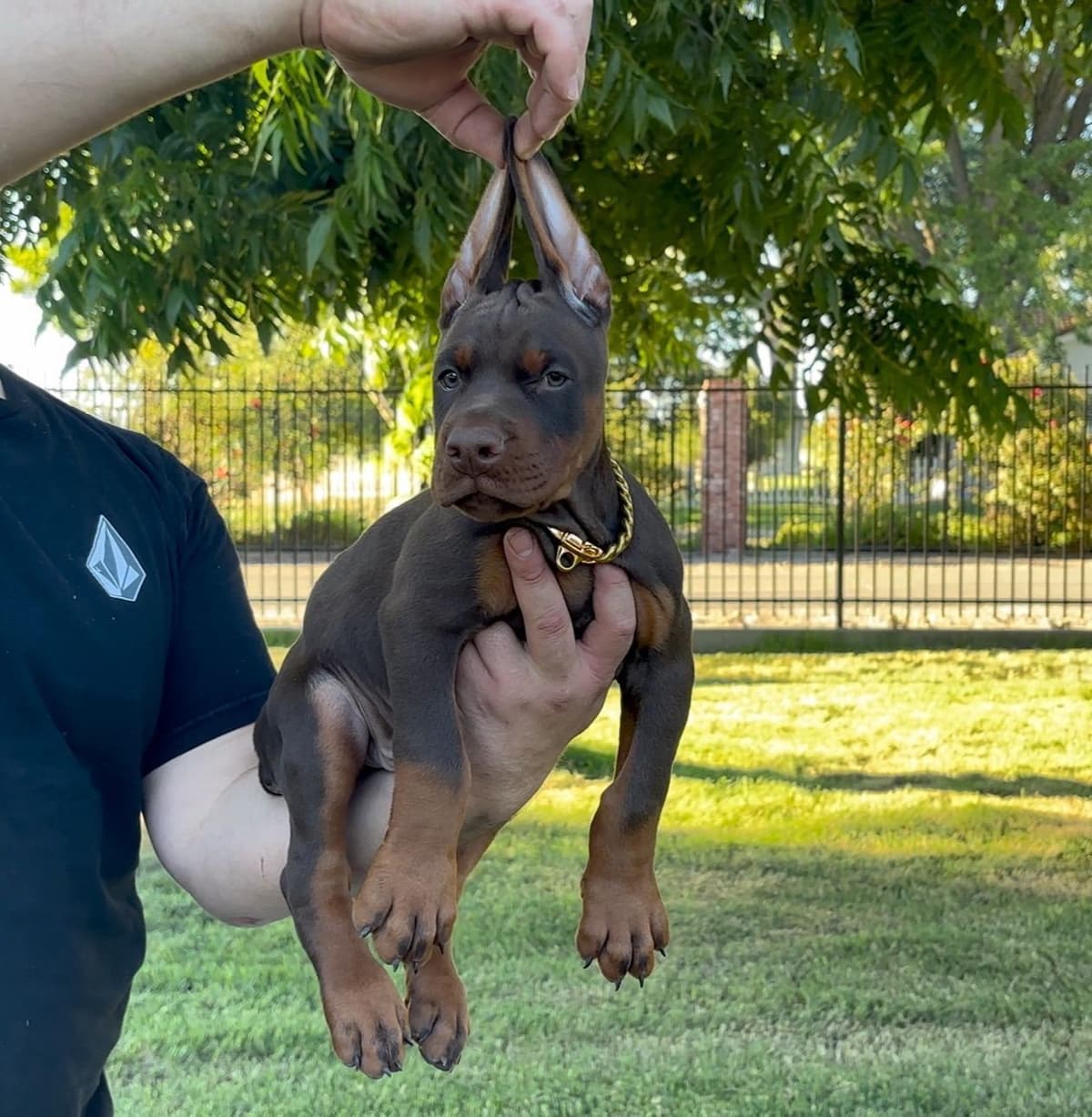 100% European Doberman Puppies!! breeder image 2