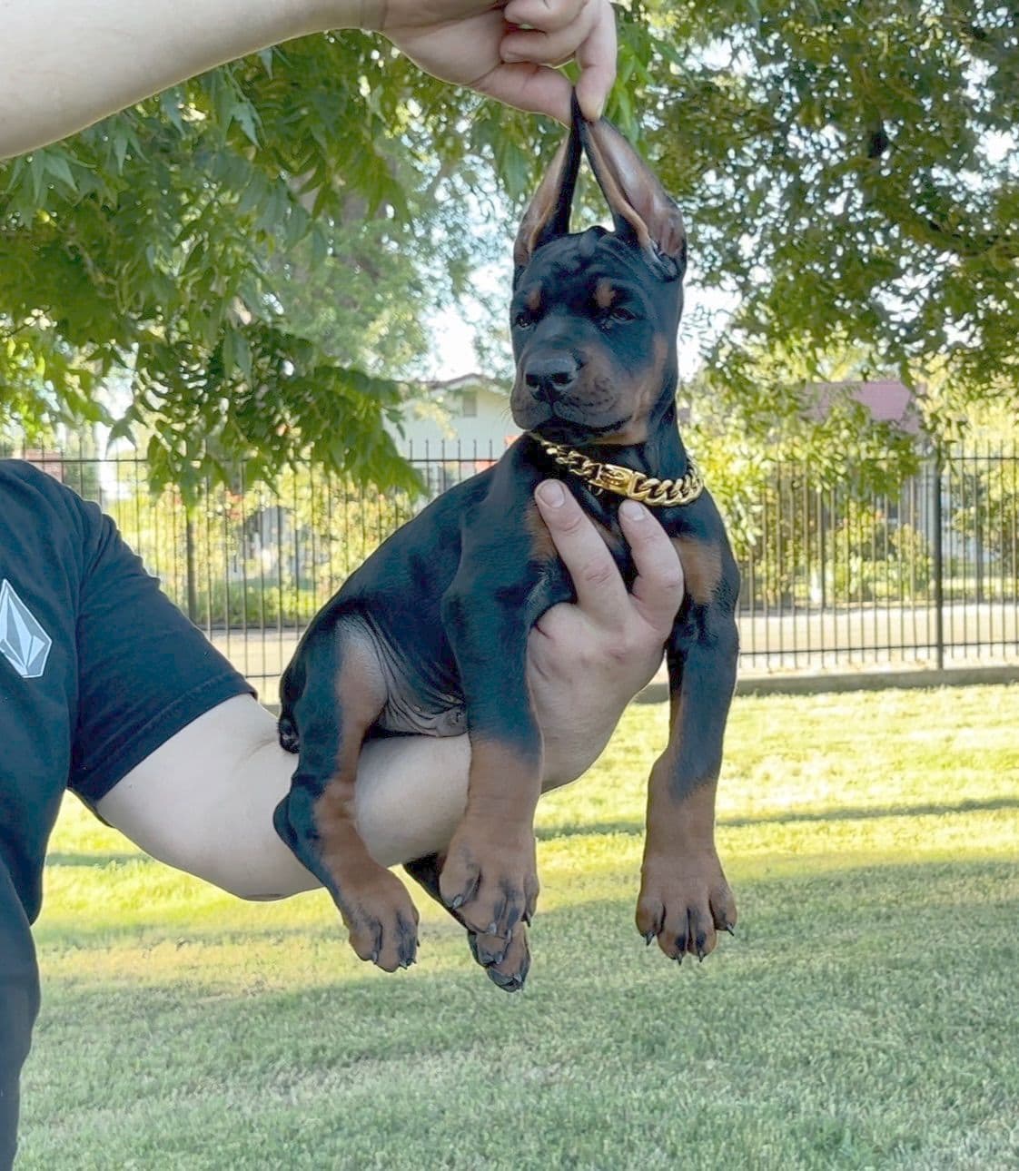 100% European Doberman Puppies!! breeder image 8