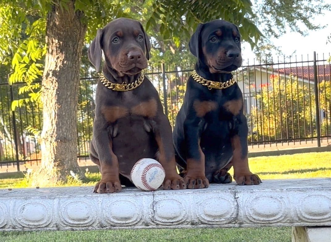 100% European Doberman Puppies!! breeder image 7