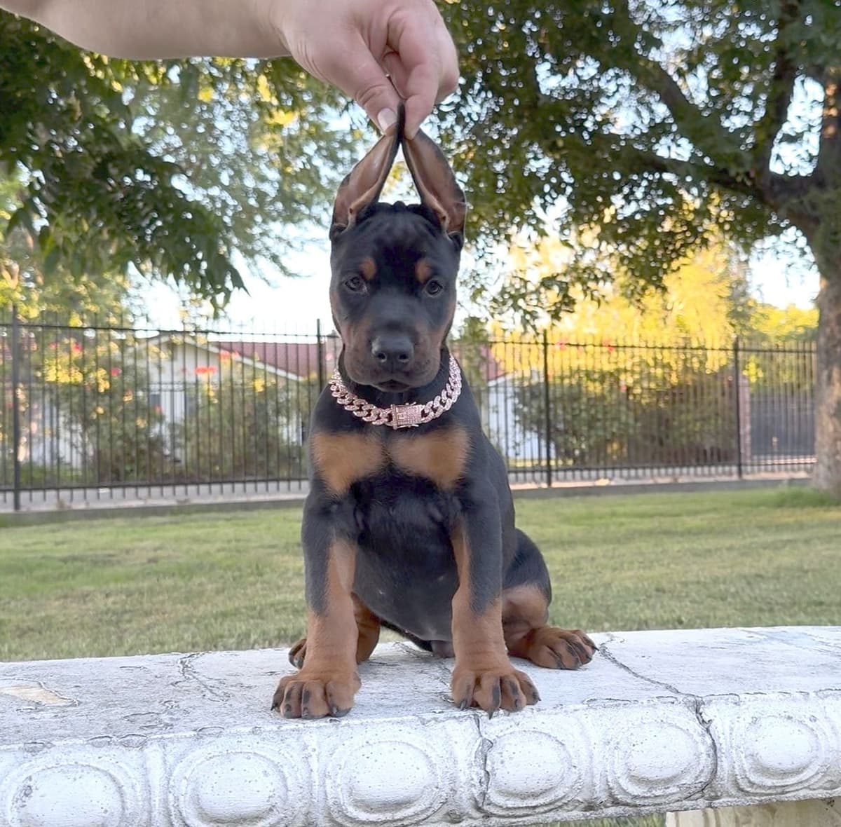 100% European Doberman Puppies!! breeder image 12