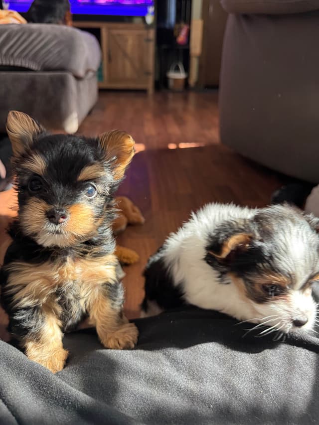 Parti Yorkshire Terrier Puppies Ripley media 2