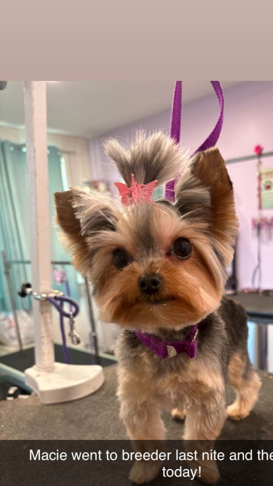 Parti Yorkshire Terrier Puppies Ripley breeder image 1