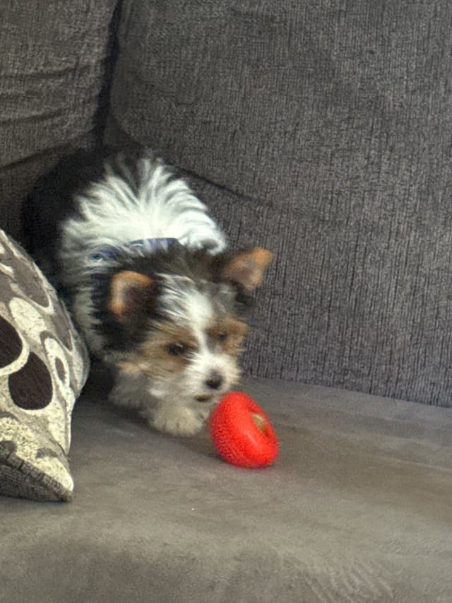 Parti Yorkshire Terrier Puppies Ripley media 3