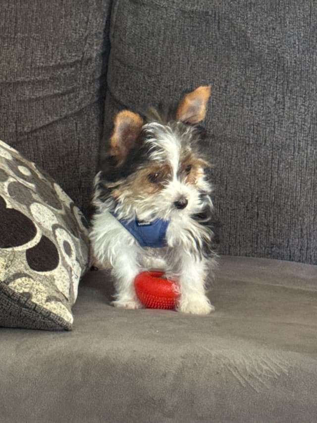 Parti Yorkshire Terrier Puppies Ripley media 4