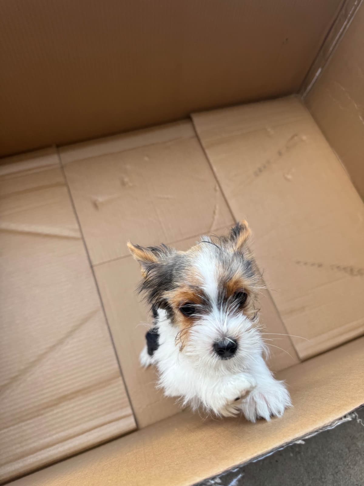 Parti Yorkshire Terrier Puppies Ripley breeder image 2