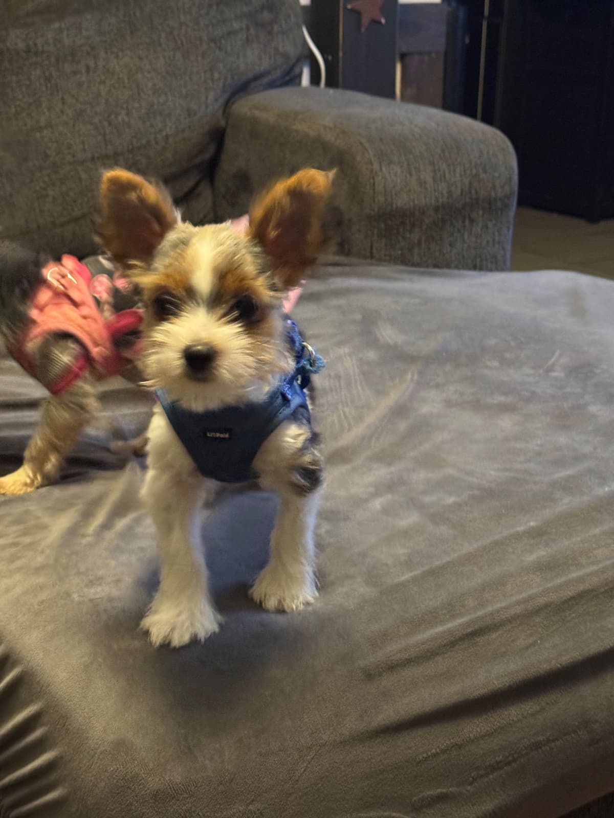 Parti Yorkshire Terrier Puppies Ripley breeder image 3