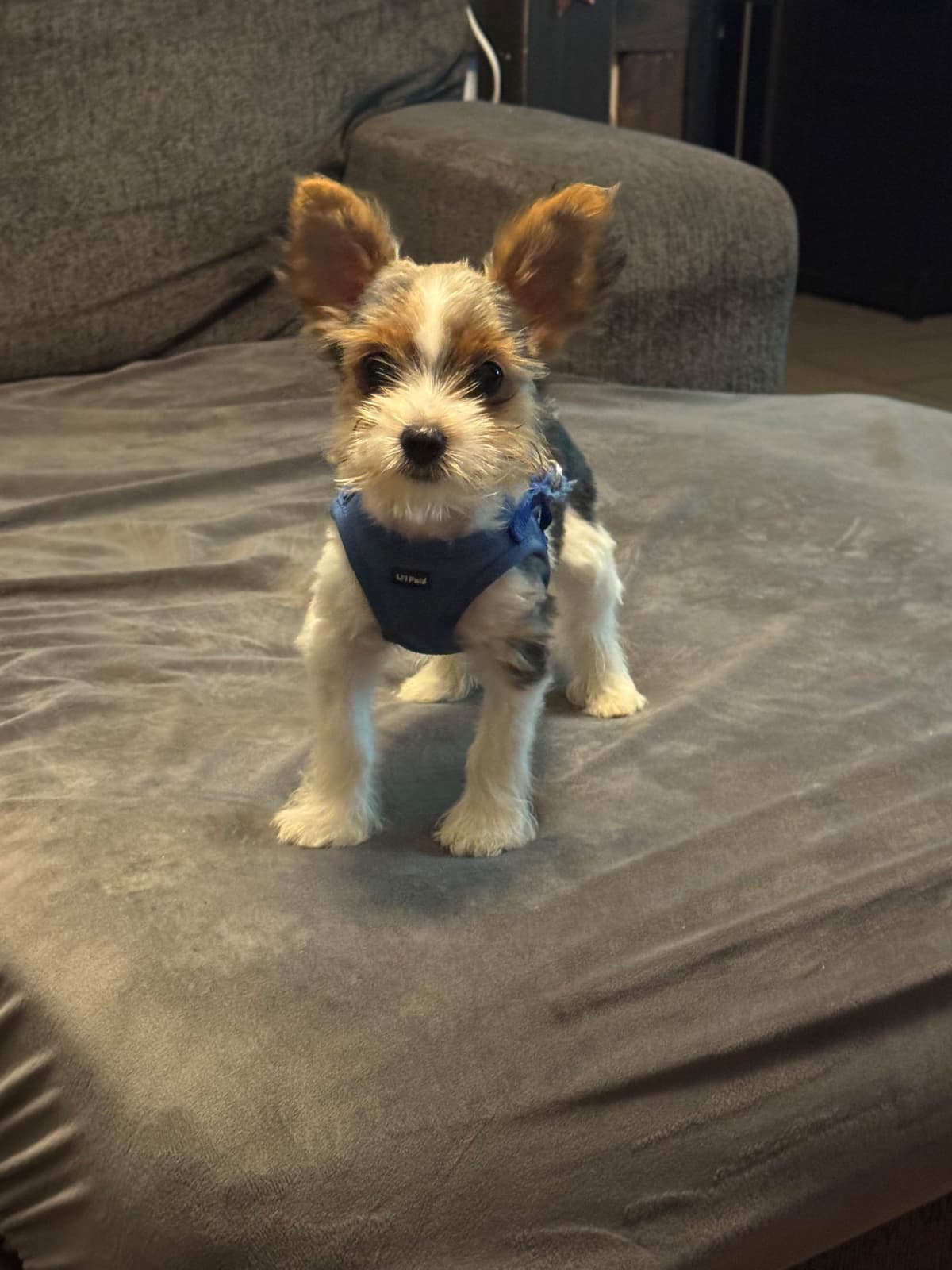 Parti Yorkshire Terrier Puppies Ripley breeder image 5