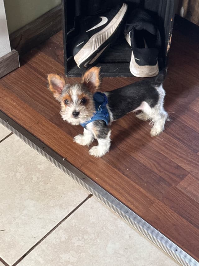 Parti Yorkshire Terrier Puppies Ripley media 5