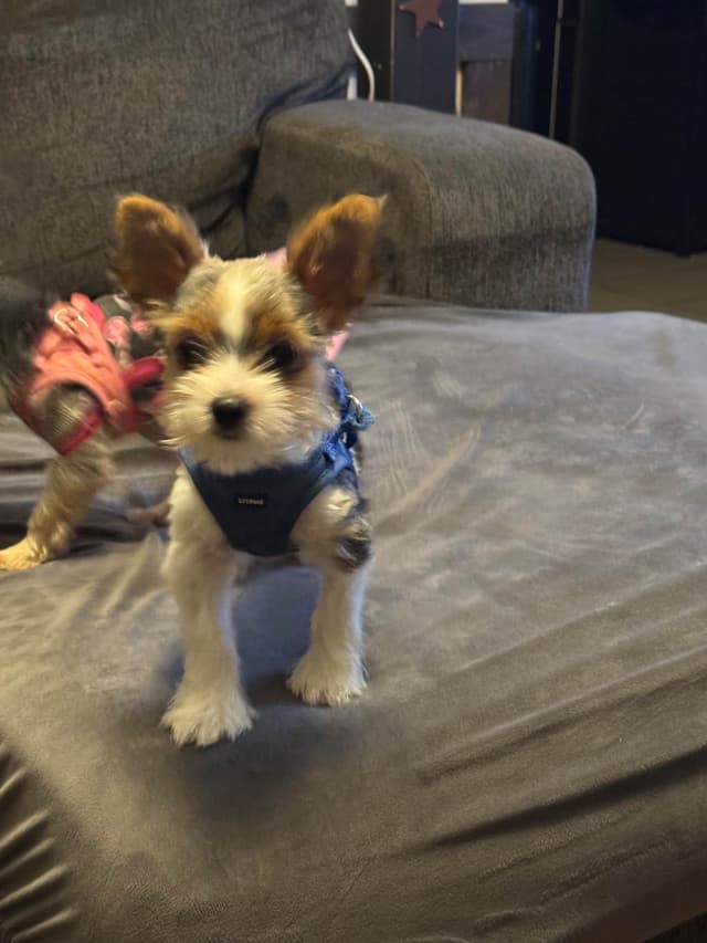 Parti Yorkshire Terrier Puppies Ripley media 6