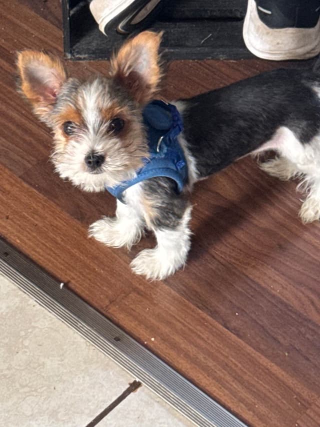 Parti Yorkshire Terrier Puppies Ripley media 8