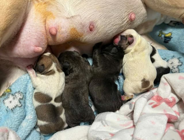 French Bulldog Puppies media 2