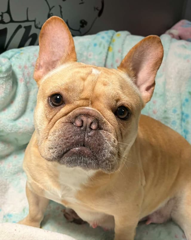 French Bulldog Puppies media 3