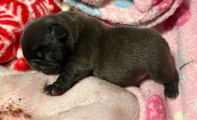 French Bulldog Puppies media 5