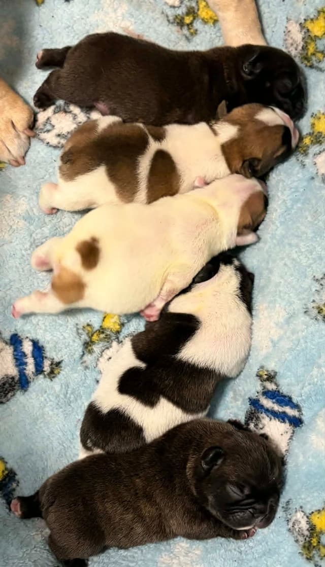 French Bulldog Puppies media 6