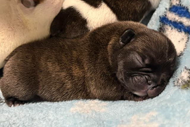 French Bulldog Puppies media 7