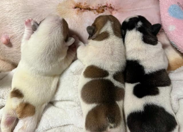 French Bulldog Puppies media 8