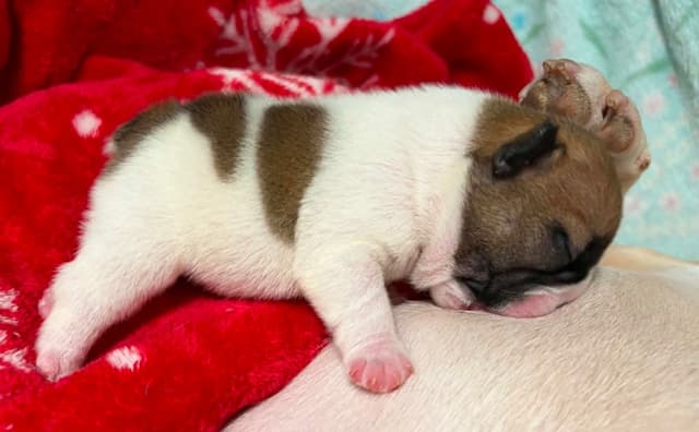 French Bulldog Puppies media 9