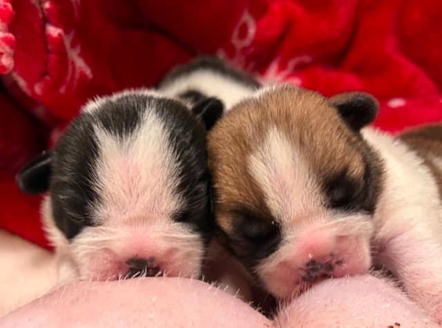French Bulldog Puppies media 10
