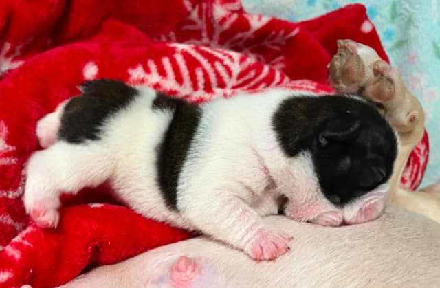 French Bulldog Puppies media 11