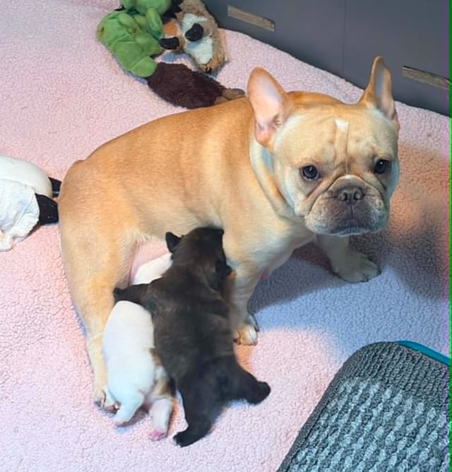 French Bulldog Puppies media 12