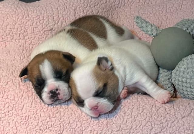 French Bulldog Puppies media 13