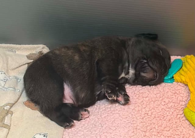 French Bulldog Puppies media 14