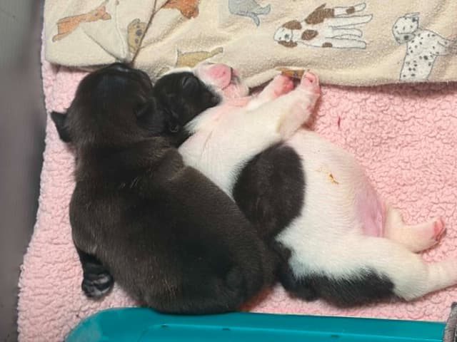 French Bulldog Puppies media 15