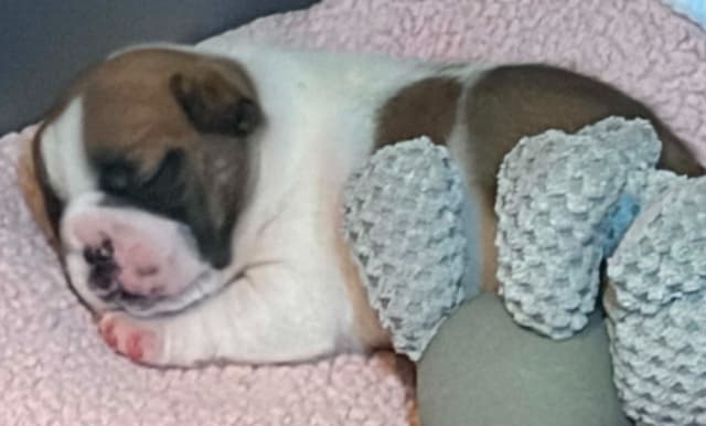 French Bulldog Puppies media 16