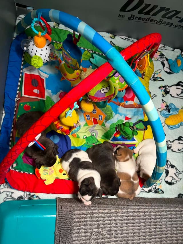 French Bulldog Puppies media 18