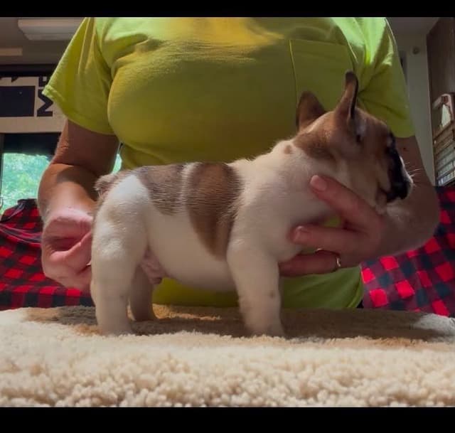 French Bulldog Puppies media 19