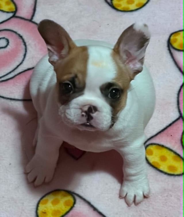French Bulldog Puppies media 20