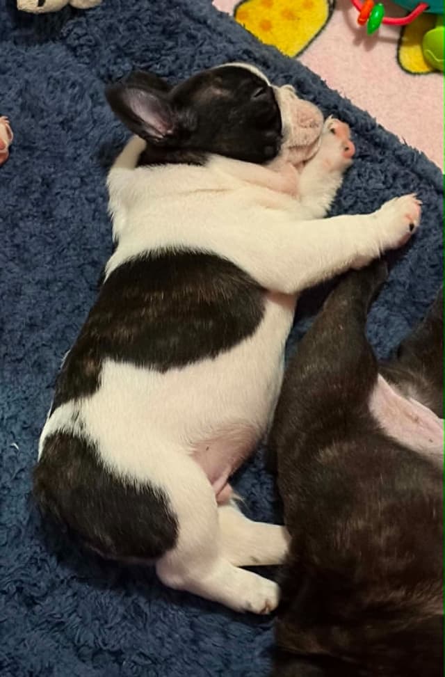 French Bulldog Puppies media 21