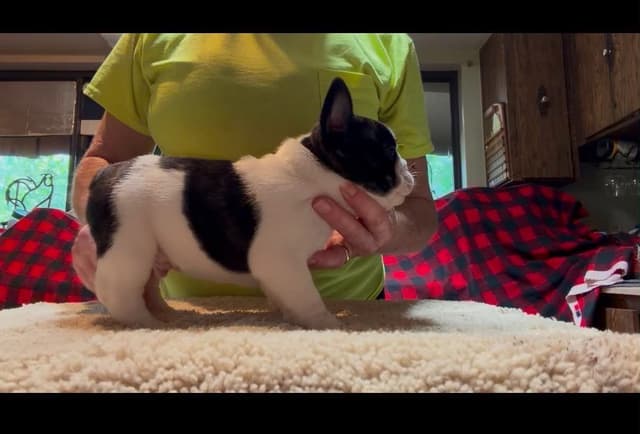 French Bulldog Puppies media 22