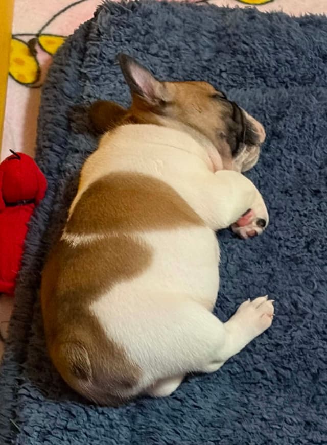 French Bulldog Puppies media 23