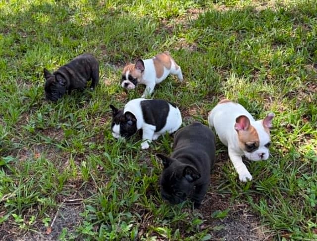 French Bulldog Puppies media 24