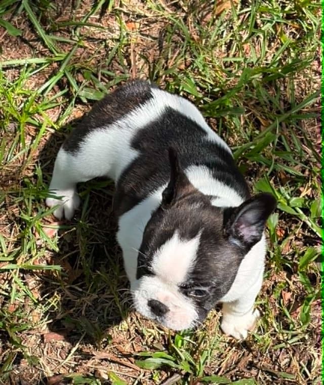 French Bulldog Puppies media 25