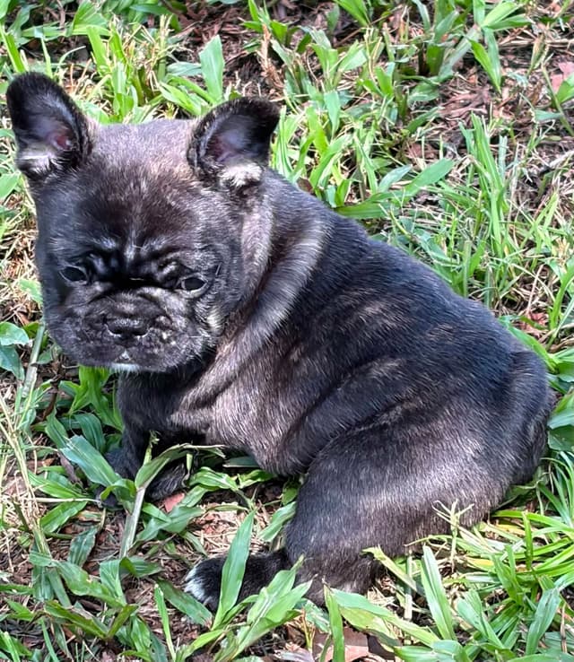 French Bulldog Puppies media 26