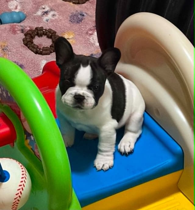 French Bulldog Puppies media 27