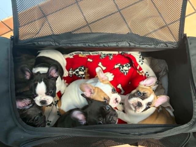 French Bulldog Puppies media 28