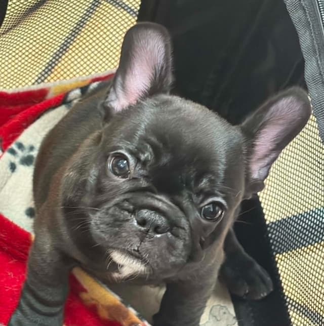 French Bulldog Puppies media 29