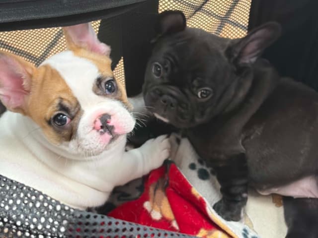 French Bulldog Puppies media 30