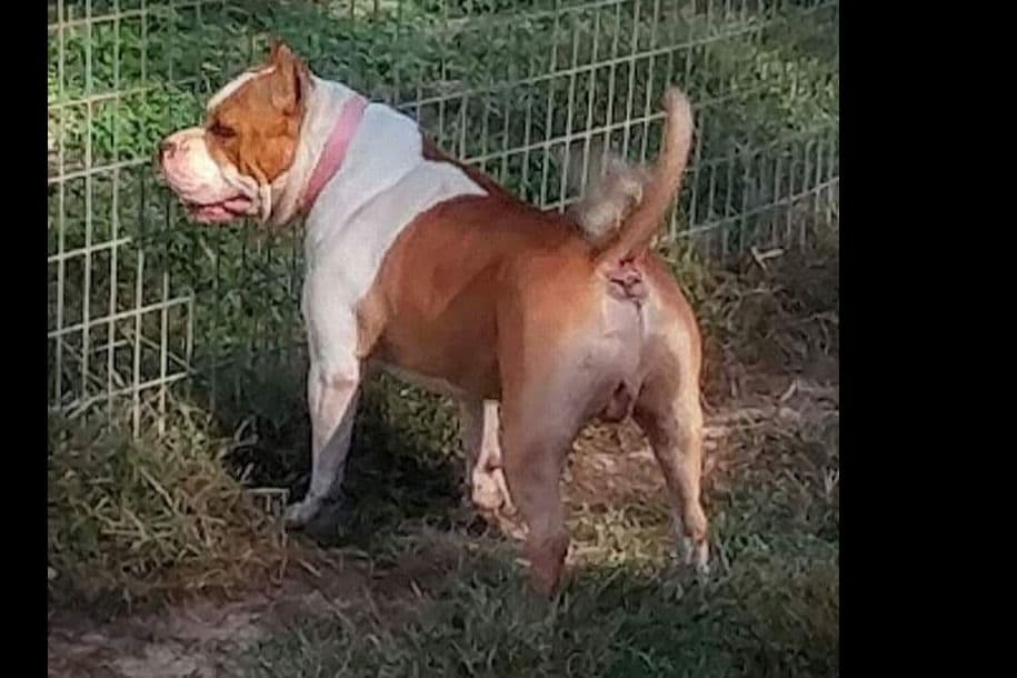 American Staffordshire Terrier Puppies breeder image 2
