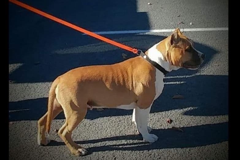 American Staffordshire Terrier Puppies breeder image 3
