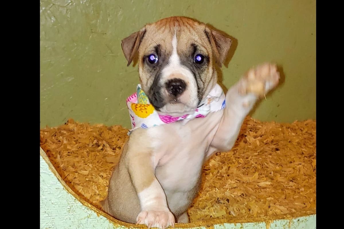 American Staffordshire Terrier Puppies breeder image 4