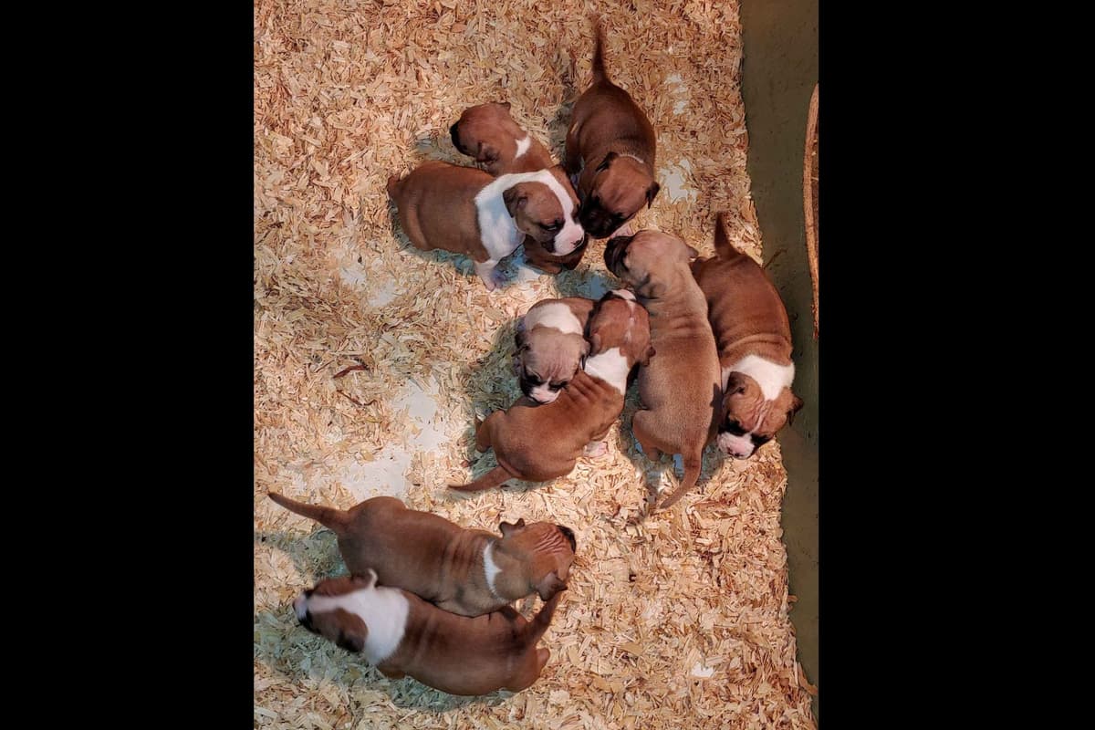 American Staffordshire Terrier Puppies breeder image 5