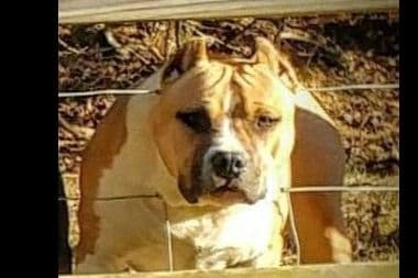 American Staffordshire Terrier Puppies breeder image 6