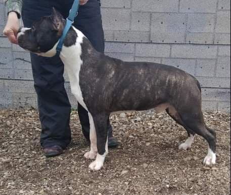 American Staffordshire Terrier Puppies breeder image 7
