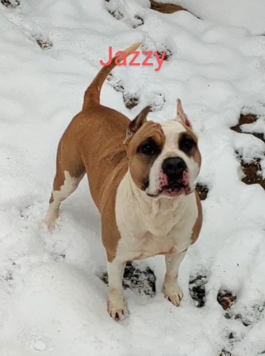 American Staffordshire Terrier Puppies breeder image 9