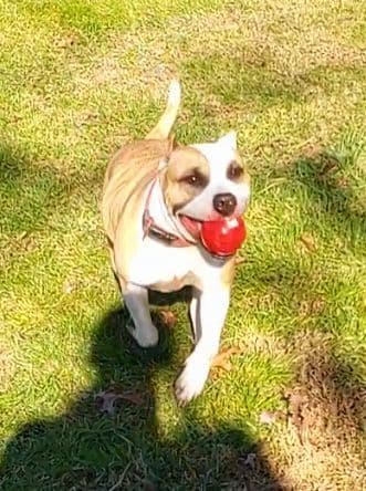 American Staffordshire Terrier Puppies breeder image 8