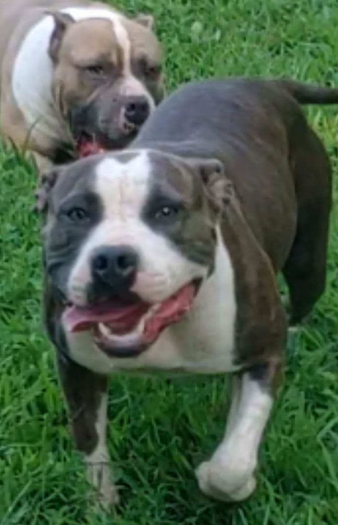 American Staffordshire Terrier Puppies breeder image 12